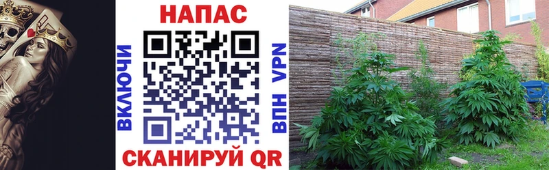 Канабис OG Kush  Алзамай 
